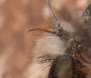 Réf. 255 751 : Pycnopogon sp.